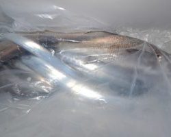 アジアマリンサービス 釣果