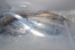 アジアマリンサービス 釣果