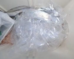 アジアマリンサービス 釣果