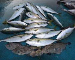 アジアマリンサービス 釣果