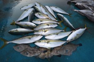 アジアマリンサービス 釣果