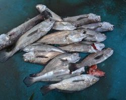 アジアマリンサービス 釣果