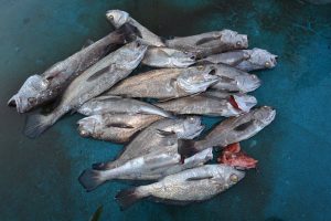 アジアマリンサービス 釣果