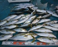 アジアマリンサービス 釣果