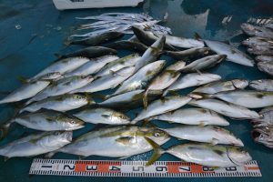 アジアマリンサービス 釣果