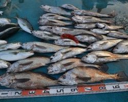 アジアマリンサービス 釣果