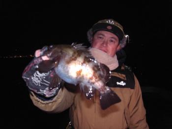 シーマジカル 釣果