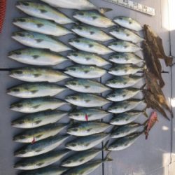 磯部釣船 直栄丸 釣果