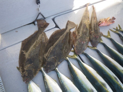 磯部釣船 直栄丸 釣果