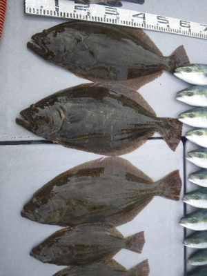 磯部釣船 直栄丸 釣果