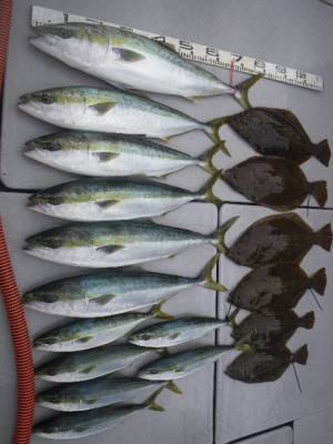 磯部釣船 直栄丸 釣果