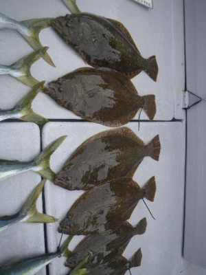 磯部釣船 直栄丸 釣果