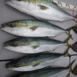 磯部釣船 直栄丸 釣果