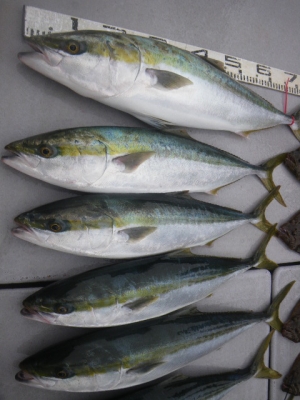 磯部釣船 直栄丸 釣果