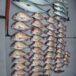 磯部釣船 直栄丸 釣果