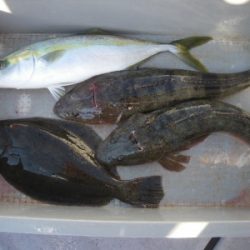 磯部釣船 直栄丸 釣果