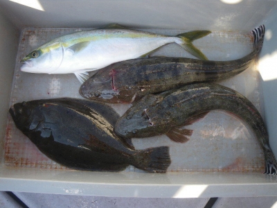 磯部釣船 直栄丸 釣果