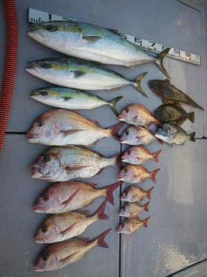 磯部釣船 直栄丸 釣果