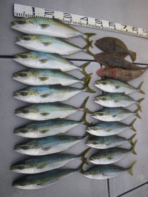 磯部釣船 直栄丸 釣果