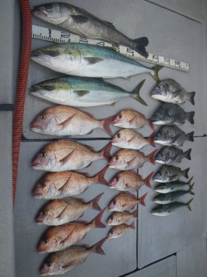 磯部釣船 直栄丸 釣果