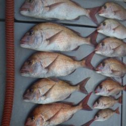 磯部釣船 直栄丸 釣果