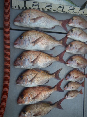 磯部釣船 直栄丸 釣果