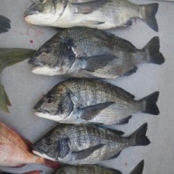 磯部釣船 直栄丸 釣果