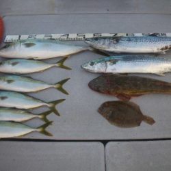 磯部釣船 直栄丸 釣果