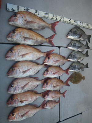 磯部釣船 直栄丸 釣果