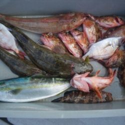 磯部釣船 直栄丸 釣果