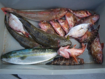 磯部釣船 直栄丸 釣果