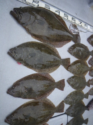 磯部釣船 直栄丸 釣果