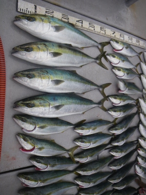 磯部釣船 直栄丸 釣果