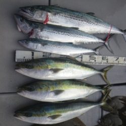 磯部釣船 直栄丸 釣果