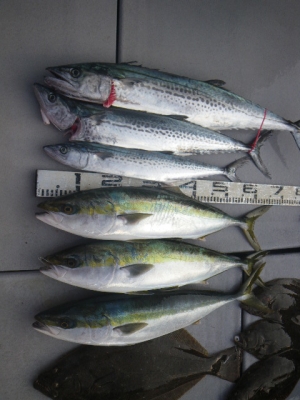 磯部釣船 直栄丸 釣果