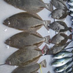 磯部釣船 直栄丸 釣果