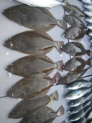 磯部釣船 直栄丸 釣果