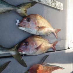 磯部釣船 直栄丸 釣果