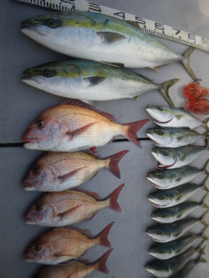 磯部釣船 直栄丸 釣果