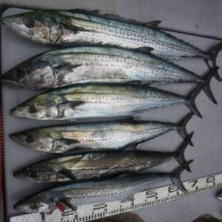 磯部釣船 直栄丸 釣果