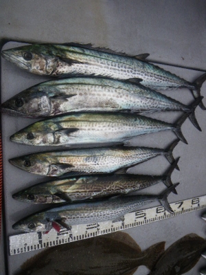 磯部釣船 直栄丸 釣果