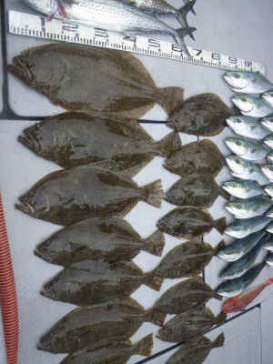 磯部釣船 直栄丸 釣果