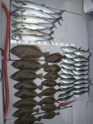 磯部釣船 直栄丸 釣果