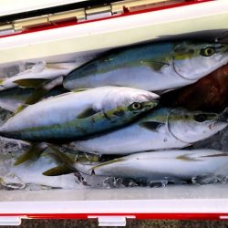 オーシャンズ 京都 釣果