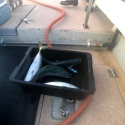 オーシャンズ　京都 釣果