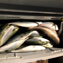 オーシャンズ　京都 釣果