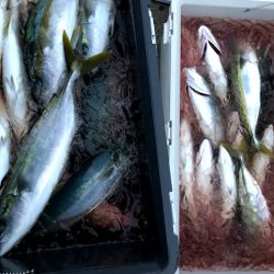 オーシャンズ　京都 釣果