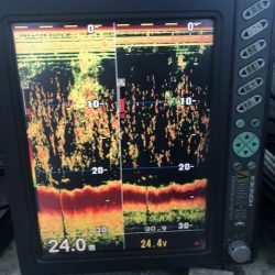 深川 吉野屋 釣果