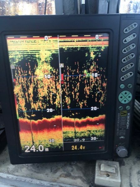 深川 吉野屋 釣果