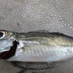 まとばや 釣果